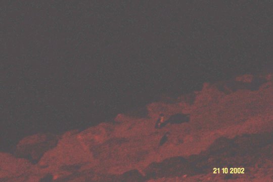 Dcp_0672_.jpg (19102 byte)