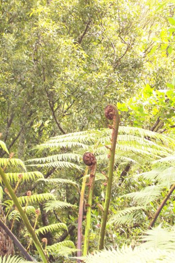 Dcp_0740_.jpg (85787 byte)