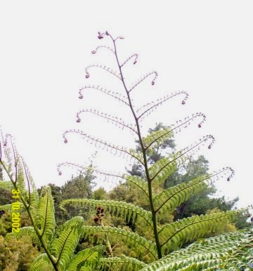 Dcp_0741_.jpg (32384 byte)