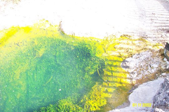 Dcp_0750_.jpg (55960 byte)