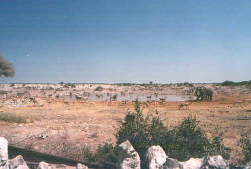 etoshaokau.jpg (49988 byte)