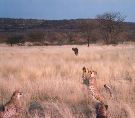 otitonsfamiamo.jpg (33067 byte)