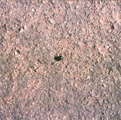 sussuinsetto1.jpg (69736 byte)