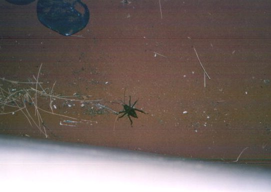 sussuinsetto2.jpg (28917 byte)