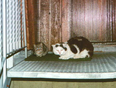 Lofogatti.jpg (64554 byte)