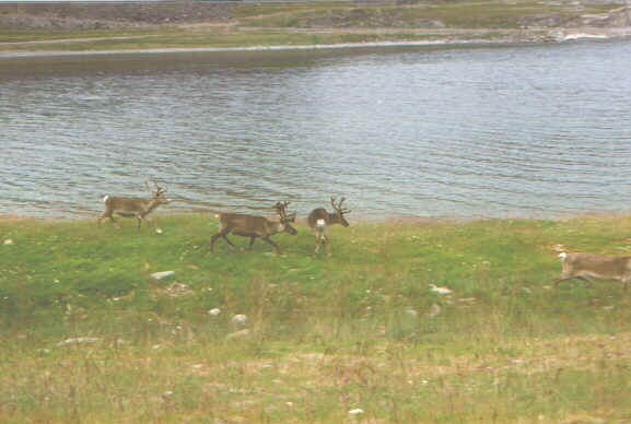 Renne.jpg (48892 byte)