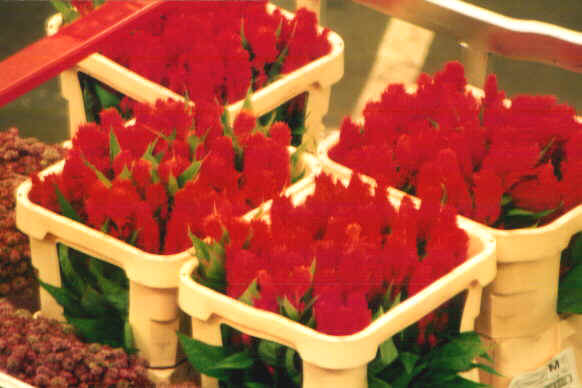 Mercatofiori1.jpg (50868 byte)