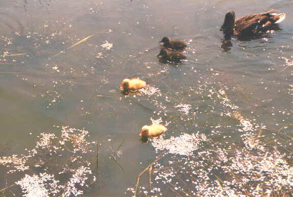 Nattere.jpg (62640 byte)