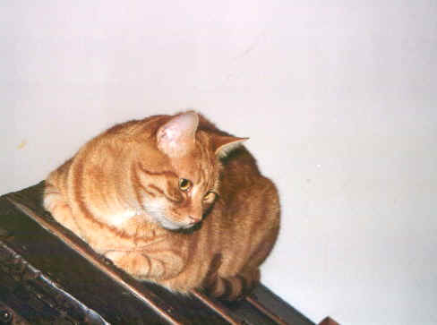 museogatti5.jpg (28962 byte)