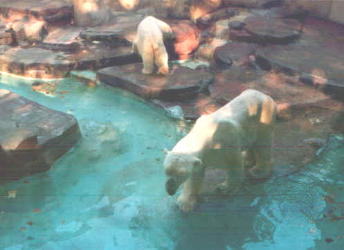 Zoo.jpg (44243 byte)