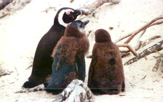 Bulders4.jpg (45540 byte)