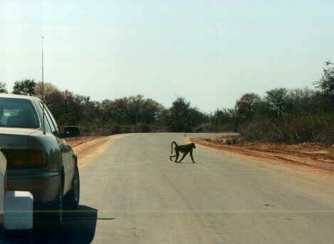 babbuino.jpg (36388 byte)