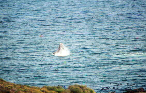 balenasalto.jpg (76034 byte)