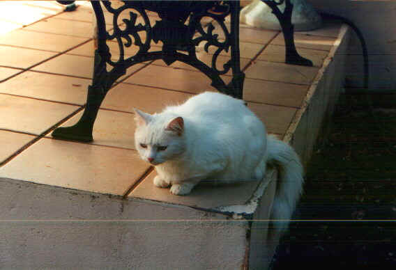 bianchetta.jpg (42935 byte)