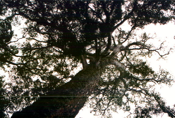 bigtree1.jpg (104103 byte)