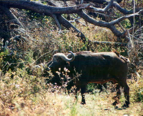 bufalo.jpg (88928 byte)