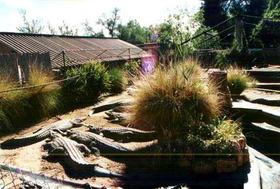 coccodrilli.jpg (81916 byte)