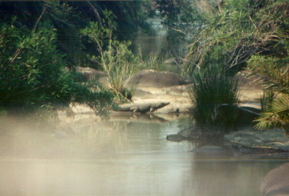 crocrodile.jpg (46235 byte)