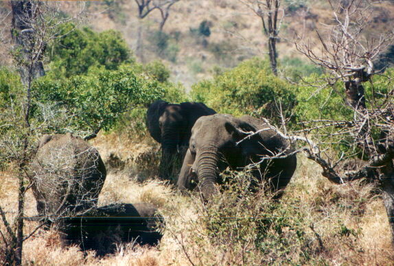 elefantimolti.jpg (86093 byte)