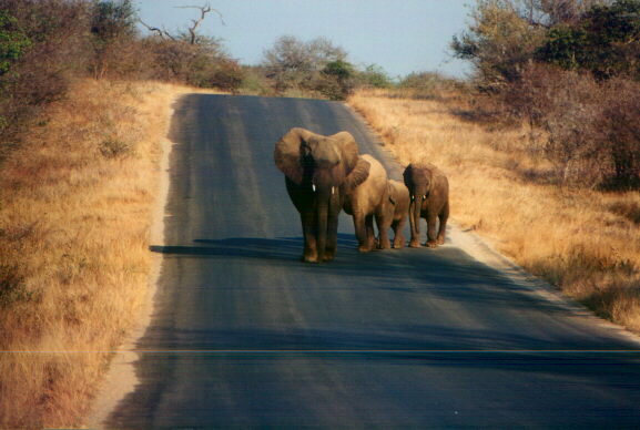 elefantiroad.jpg (48143 byte)