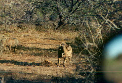 facocero.jpg (66591 byte)