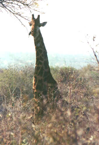 giraffa1.jpg (52791 byte)