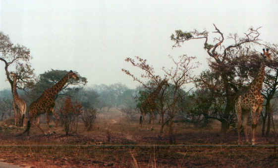 giraffe.jpg (50082 byte)