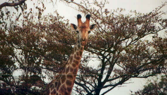 giraffe1.jpg (76492 byte)