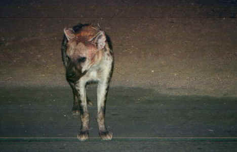 iena1.jpg (36284 byte)