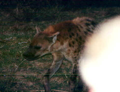 iena2.jpg (37298 byte)