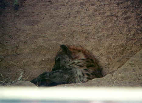 ienajunior.jpg (47334 byte)