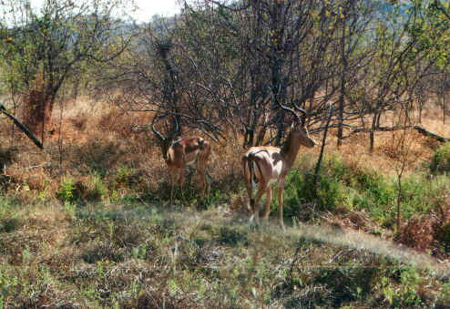 impala1.jpg (93483 byte)