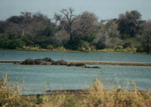 ippopozza.jpg (44431 byte)