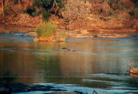 ipposommersi.jpg (59557 byte)