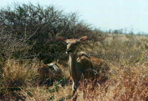 kudu.jpg (62758 byte)