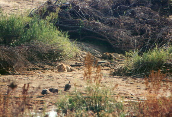 leoavvoltoi.jpg (72190 byte)