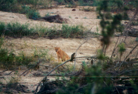 leonessa1.jpg (52443 byte)