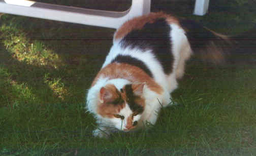 macchiolina.jpg (45032 byte)