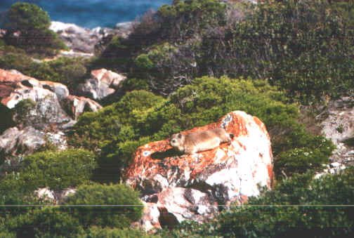 marmottaherma.jpg (69025 byte)