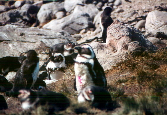penguinpoint.jpg (60151 byte)