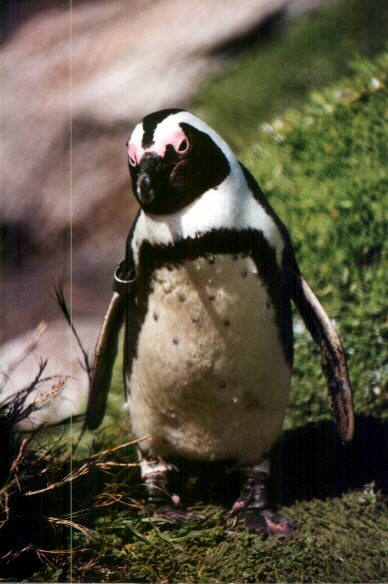 penguinpoint1.jpg (50226 byte)