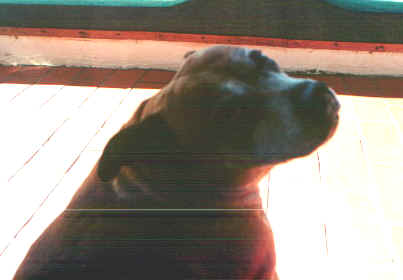 sexy.jpg (46188 byte)