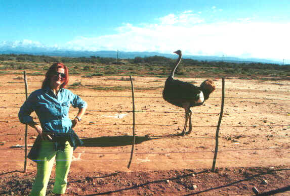 struzzo.jpg (68652 byte)