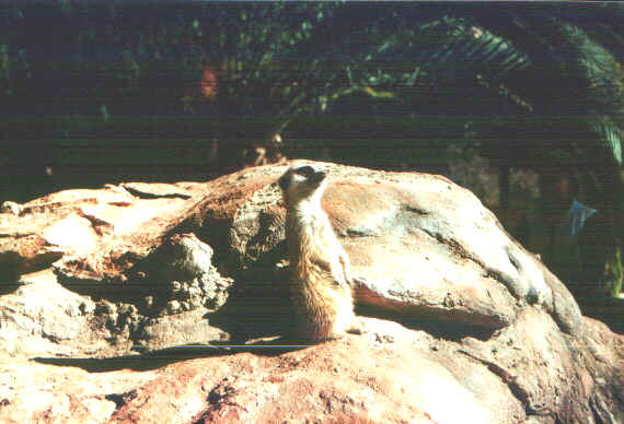 suricato.jpg (62018 byte)