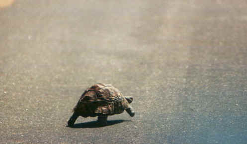 tartaruga.jpg (37161 byte)