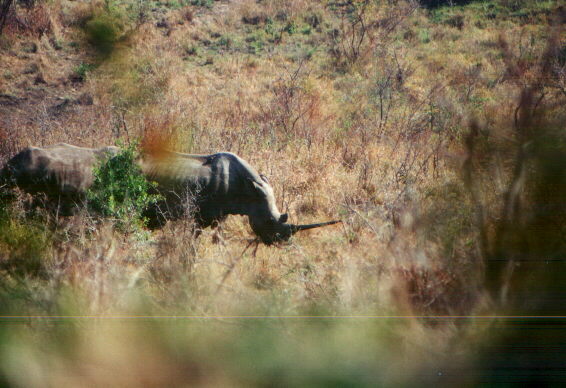 whiterhino.jpg (57991 byte)