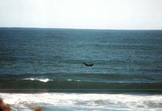 wilderbalena.jpg (35601 byte)