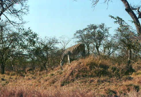 zebre1.jpg (81623 byte)