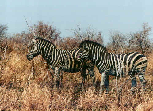 zebre2.jpg (73811 byte)