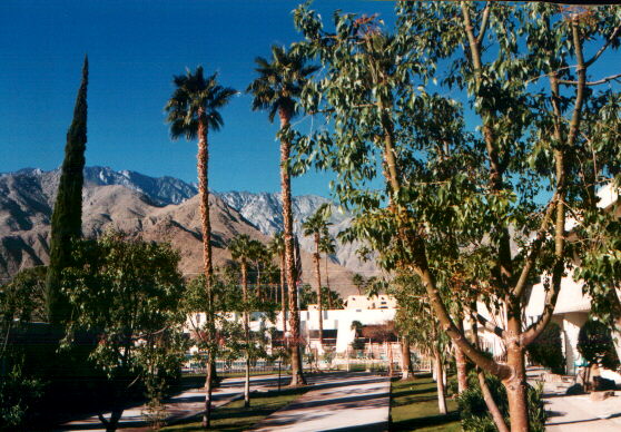 PalmSpring.jpg (84393 byte)